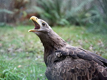 Junger Seeadler im Müritz-Nationalpark